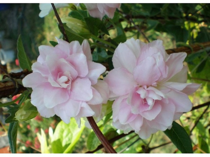 Koja svojstva ima flora kalištegija u zatočeništvu? Značajke flotizacije sorti calistegi