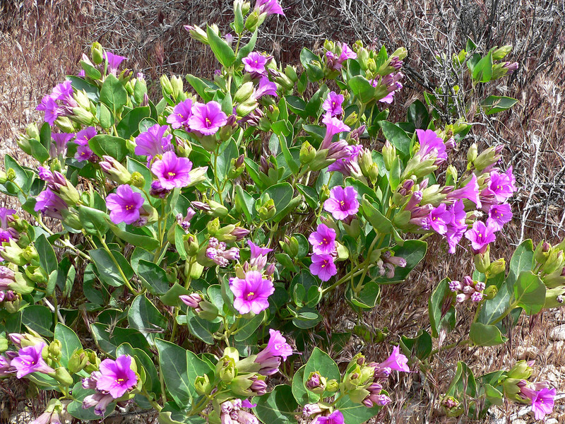 Što je Mirabalis multiflorous Pogled na noćnu ljepoticu s više cvjetova