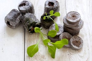 Opis metode uzgoja sadnica petunije u tresetnim tabletama