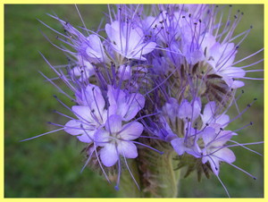 Tanjica Phacelia - značajke i njega.
