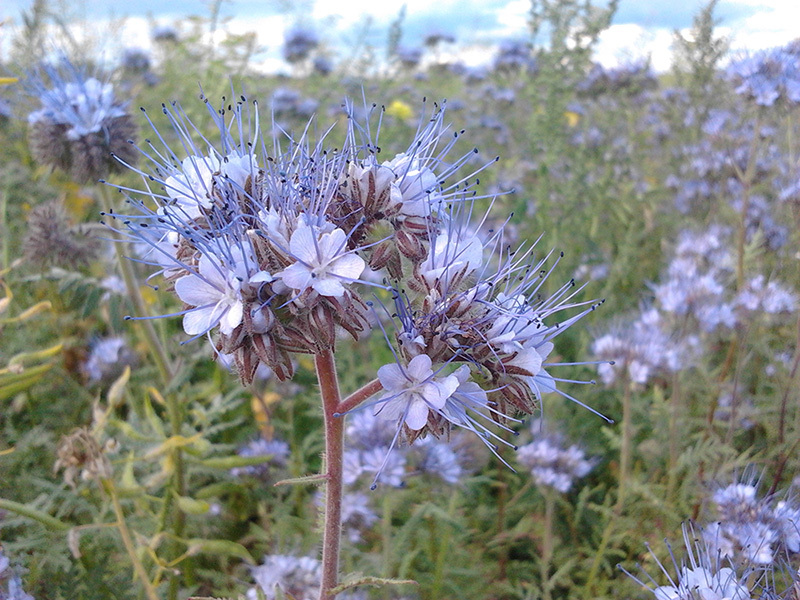 Phacelia - medena ljepotica Phacelia nije samo lijepa biljka, već i medonosna biljka.