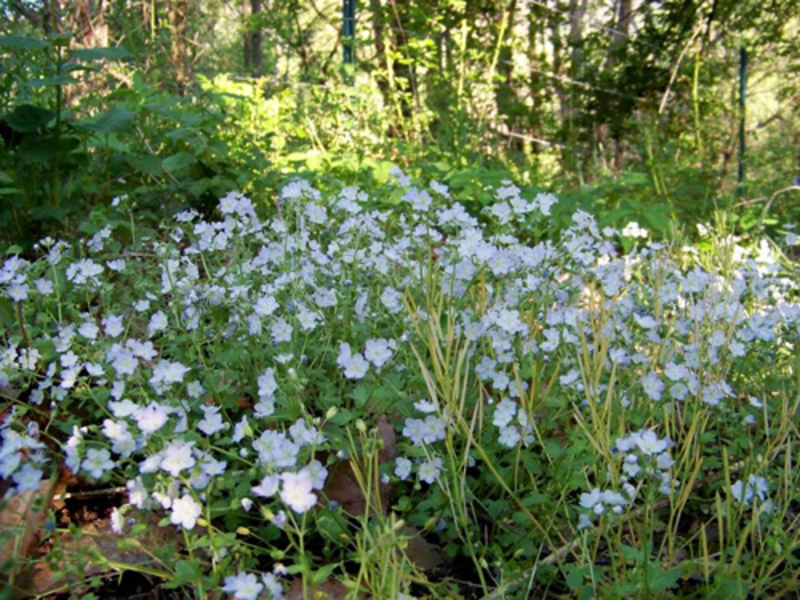 Phacelia Pursha - značajke ukrasnog grma. Phacelia Pursha - fotografija cvjetnog grma.