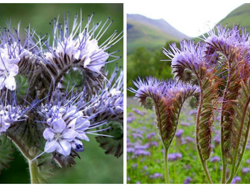 Na fotografijama je prikazana uvrnuta facelija. Phacelia twisted je druga vrsta biljaka.