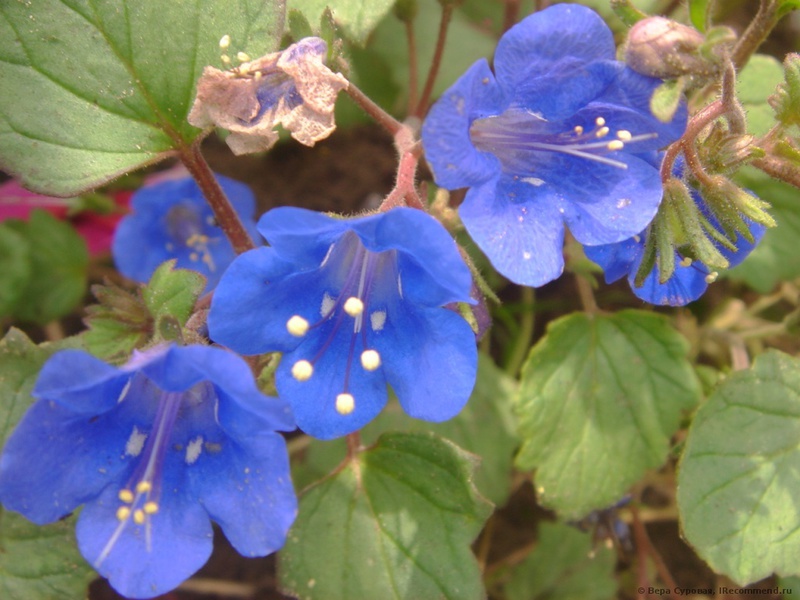Zvonolika facelija odlikuje se velikim cvjetovima. Phacelia u obliku zvona - njega i razmnožavanje.