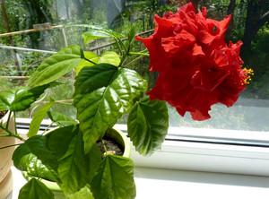 Pravila za njegu hibiskusa kod kuće