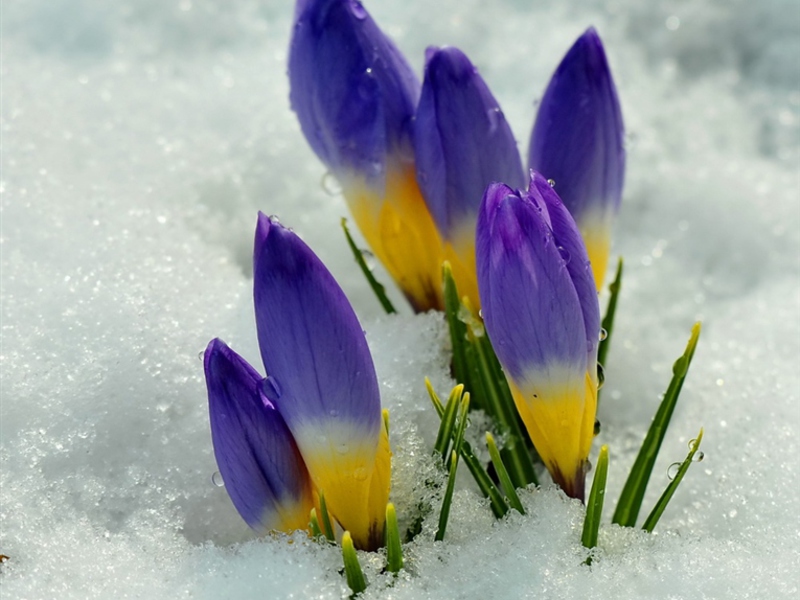 To su kišice Kako izgledaju snowdrops