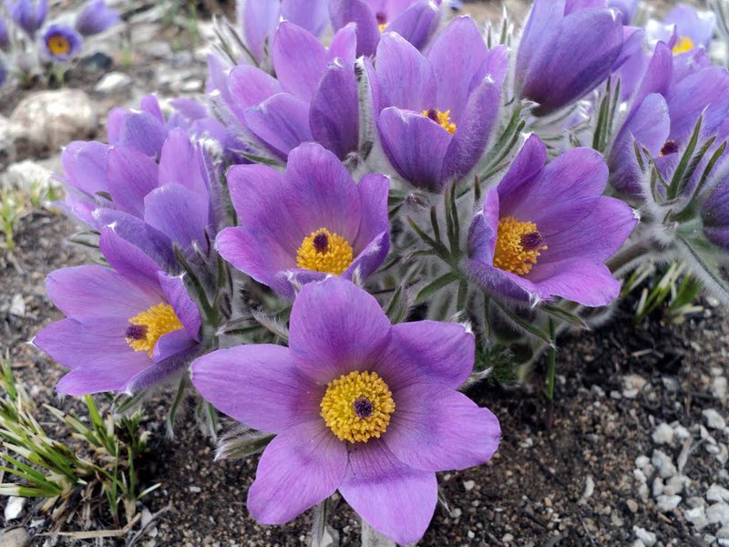 Ljubičaste snowdrops Kako se brinuti za sniježnicu