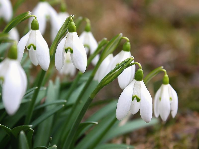 Plave snježne ogrlice Kako cvjetaju snowdrops