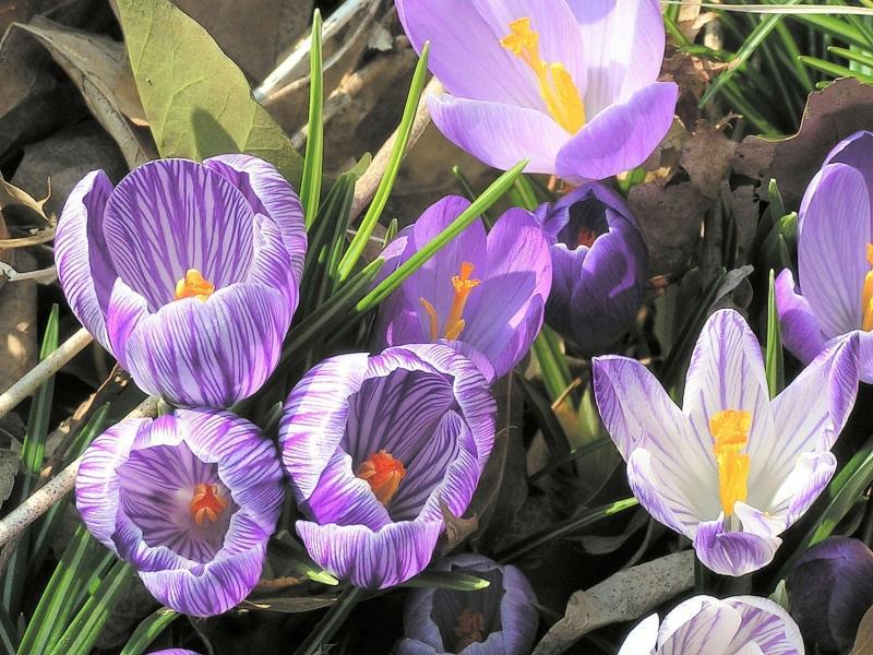 Kako izgledaju snowdrops Opis cvjetova proljesnica