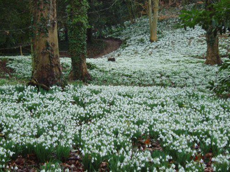 Kako izgledaju snowdrops Plave snježne ogrlice