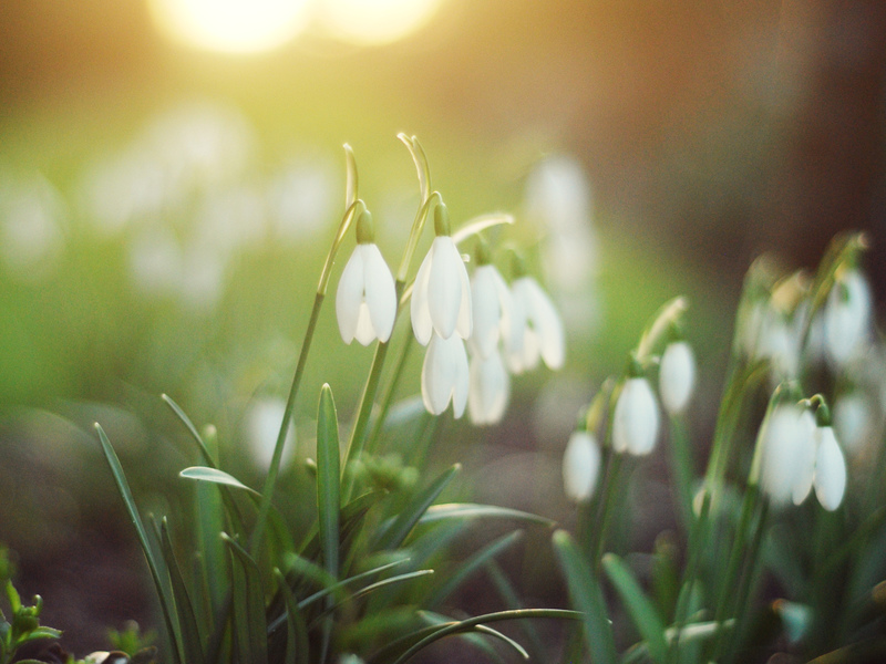 Kako rastu snowdrops Rastuće snježne ogrlice