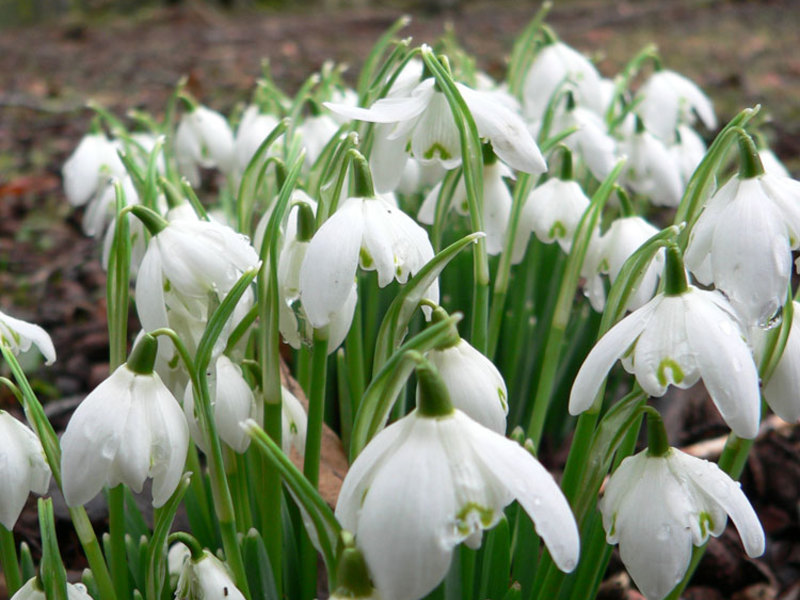 Kako izgledaju snowdrops Uvjeti za uzgoj snežnika