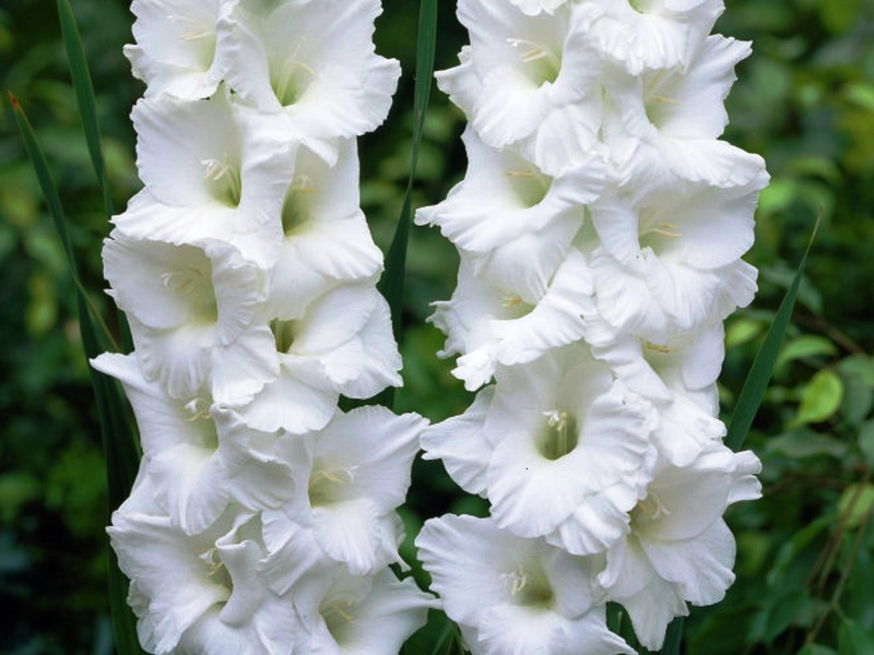 Koje sorte vrtnih gladiola postoje Vrtna sorta gladiola Bijeli orao