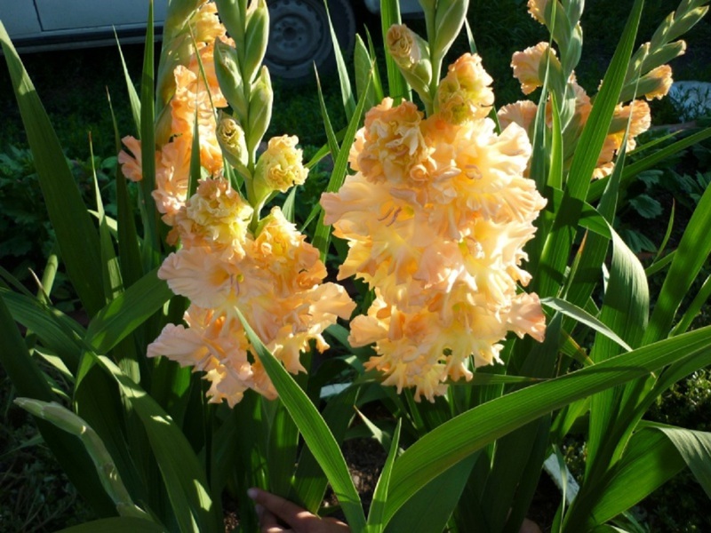 Koje su sorte gladiola Grand Duchess Elizabeth Pogled na vrtni gladiol sorte Grand Duchess Elizabeth