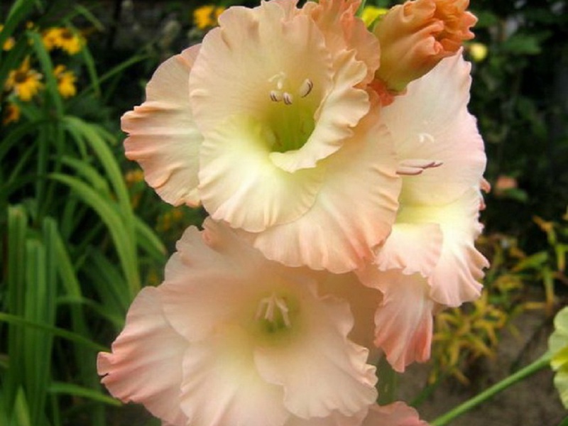Kako izgledaju vrtne gladiole Dugo očekivani debi Vrsta cvijeta sorte gladiola Dugo očekivani debi