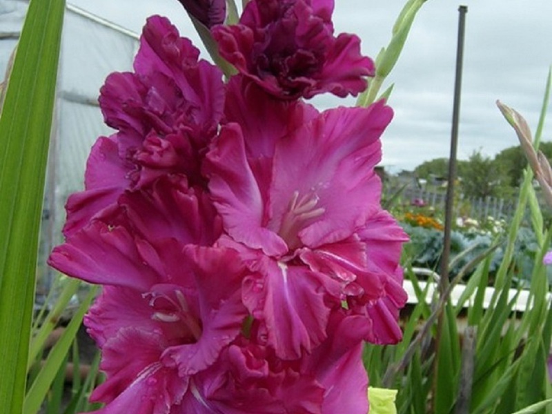 Koje boje sorte gladiola imaju zvukove saksofona Vrtne vrste cvijeta gladiola saksofon zvuči