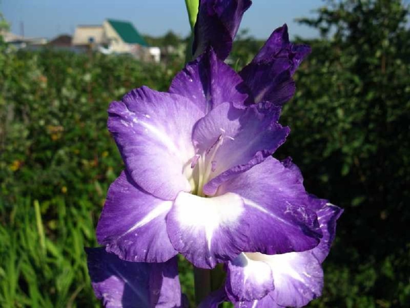 Kakve cvjetove gladiola sorte imaju Kćer Nastasije Tip vrtne sorte gladiola Kći Nastasije