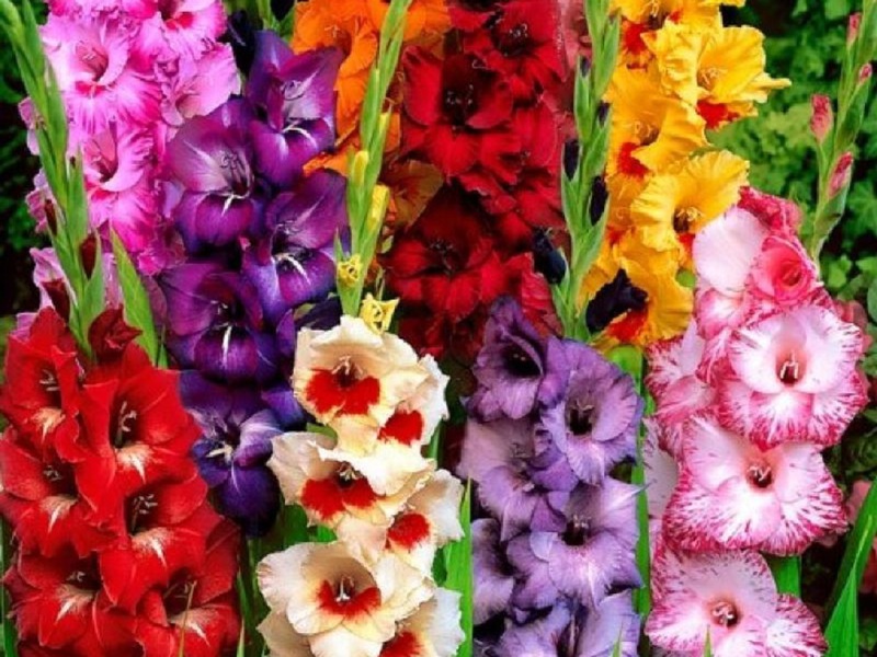 Kako izgledaju hibridne sorte vrtnih gladiola Opis izgleda hibridnih sorti vrtnih gladiola