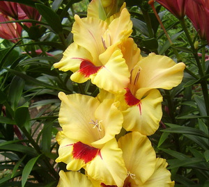 Popis najpopularnijih sorti vrtnih gladiola