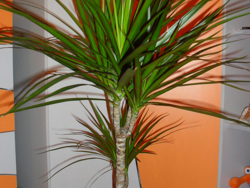 Sobno cvijeće dracaena palm Prekrasan sobni cvijet