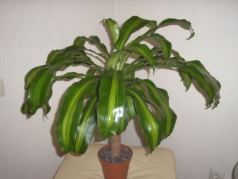 Zeleni grm dracene Formiranje dracene