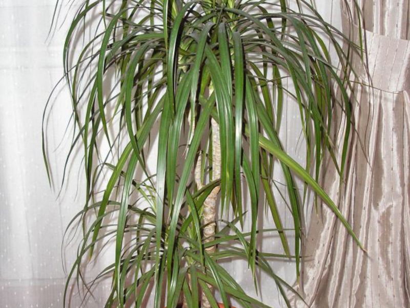 Uzgoj dracene Kako se uzgaja dracaena