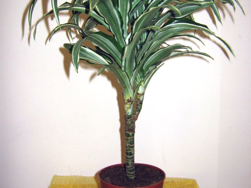 Dracaena u stanu Dracaenina miljenica