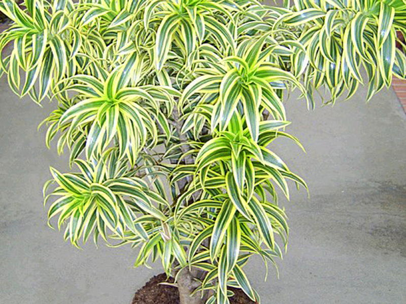 Dracaena cvatu Cvjeta li dracaena