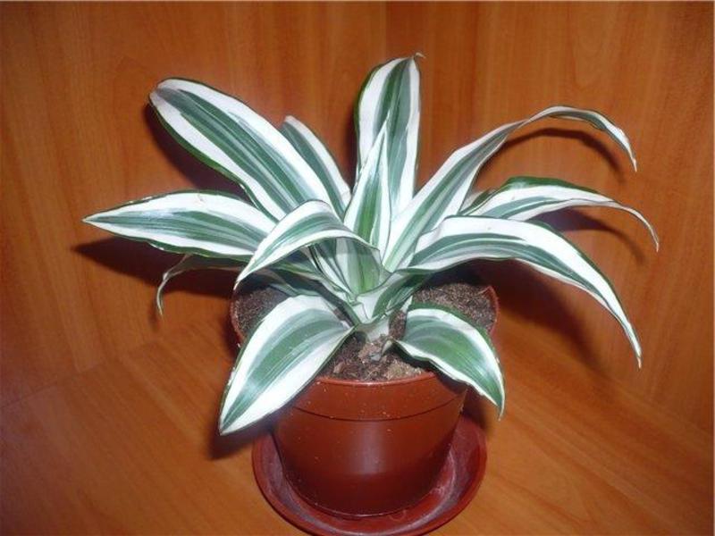 Sobno cvijeće dracaena palm Ukrasna biljka