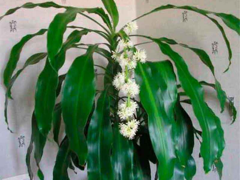 Biljka dracaena Njega dracaena