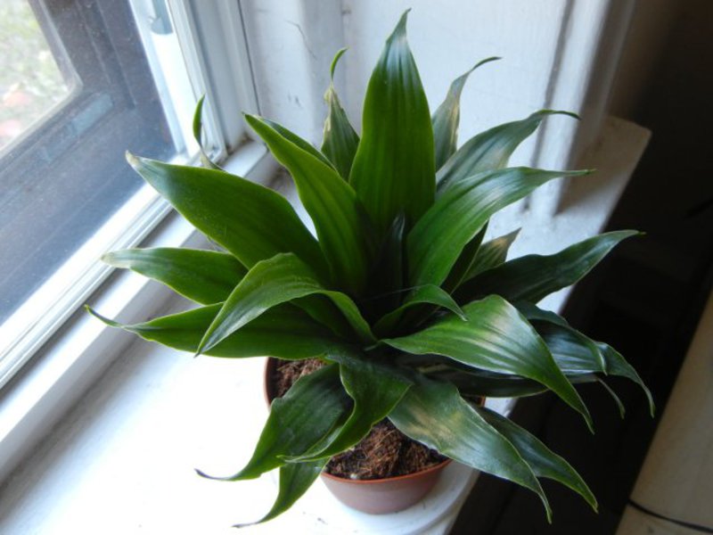 Dracaena vrsta Dracaena: kućna njega