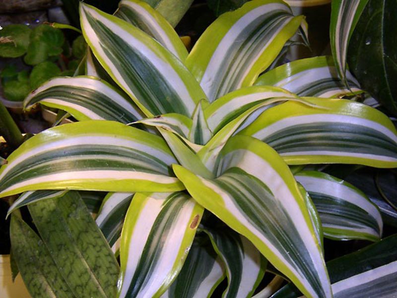 Sorte dracaena Dracaena vrsta