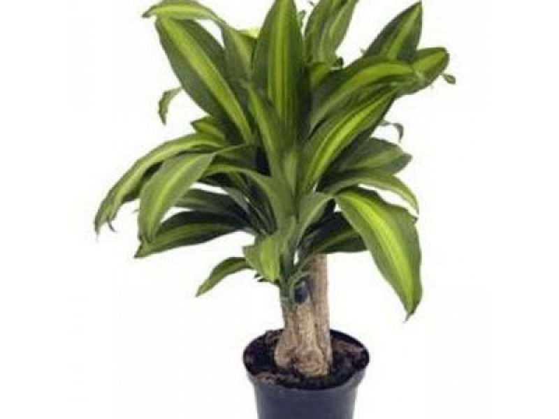 Grm dracene Zelena dracena