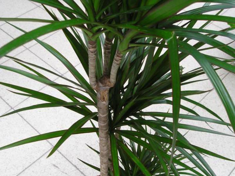Kako dracaena raste Uvjeti za uzgoj dracene