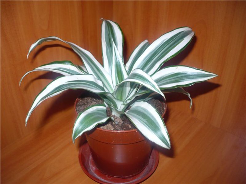 Dracaena vrsta Kako uzgajati dracenu