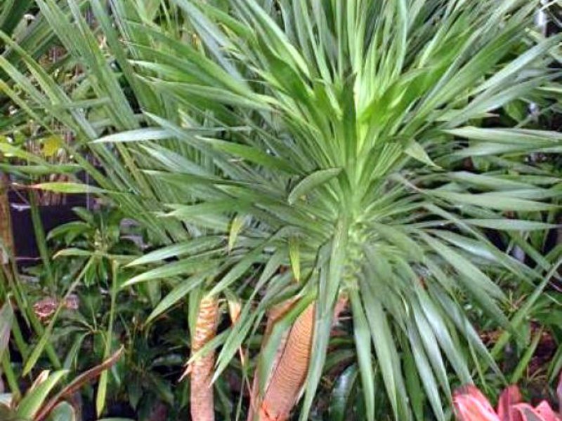 Sobno cvijeće dracaena palm Dracaena vrsta