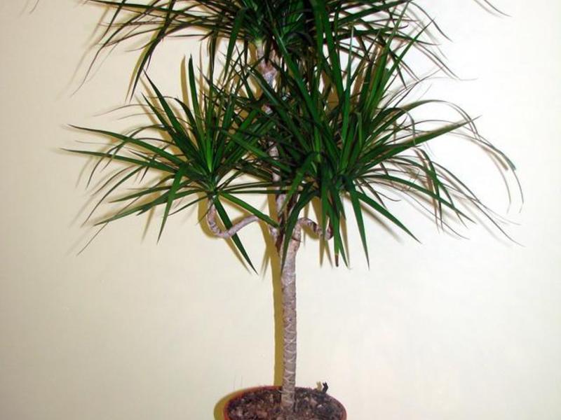 Vrste dracena u kući Sorte dracaena