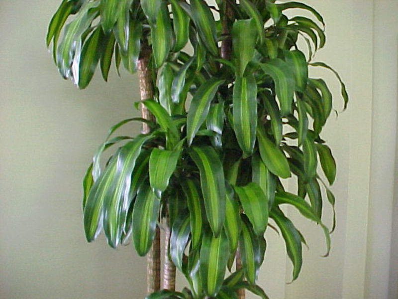 Dracaena mirisna Kako uzgajati dracenu