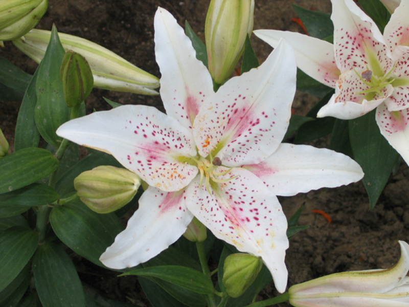 Lily Asian Lily OT-hibrid