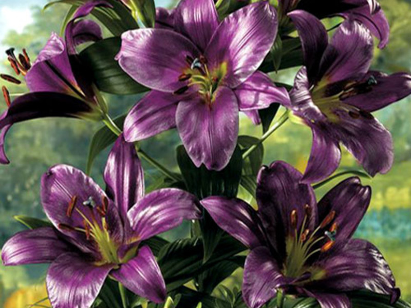 Boja cvijeta ljiljana Lily OT-hibrid