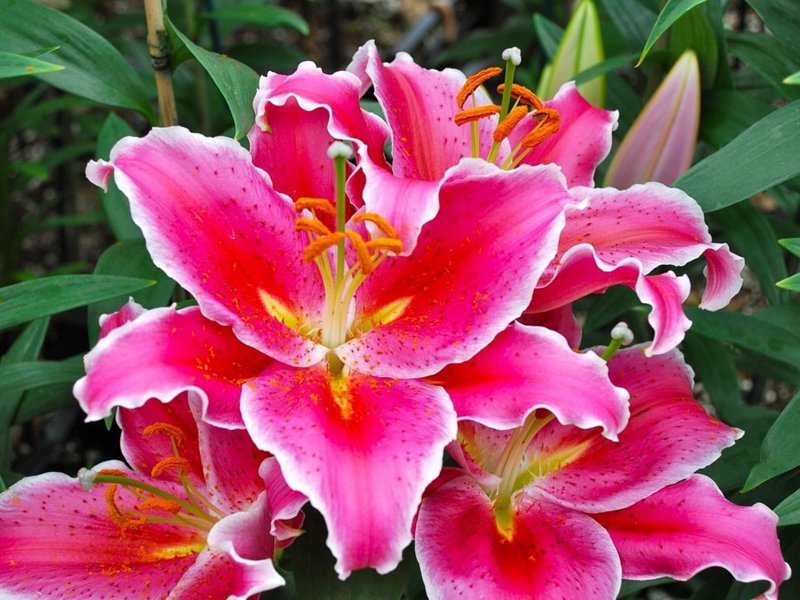 Lily OT-hibridna boja Uzgajanje ljiljana u vrtu