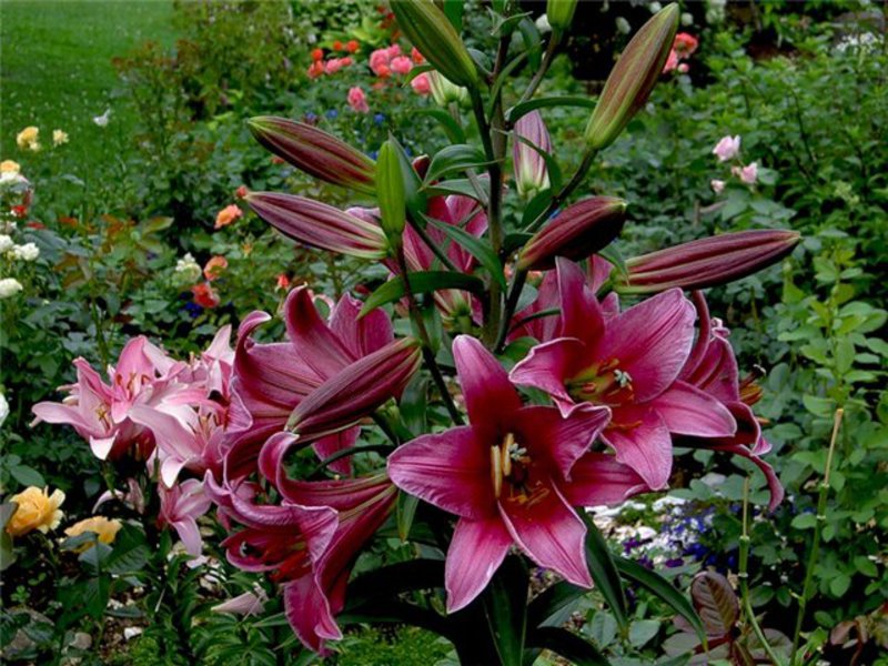 Značajke sadnje ljiljana Lily OT-hibrid