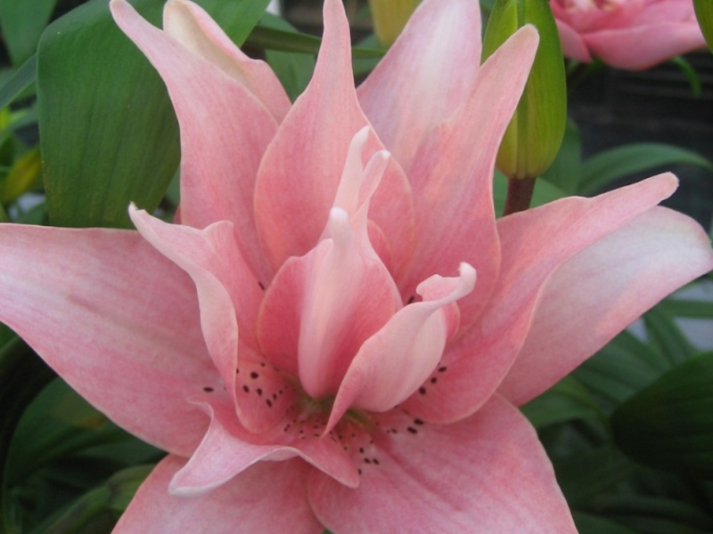 Staklenički ljiljani Lily OT-hibrid