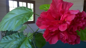 Značenje cvijeta hibiskusa