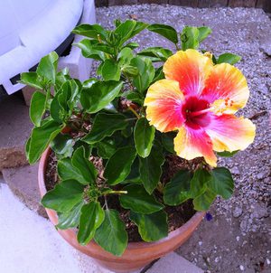 Što znači cvijet hibiskusa