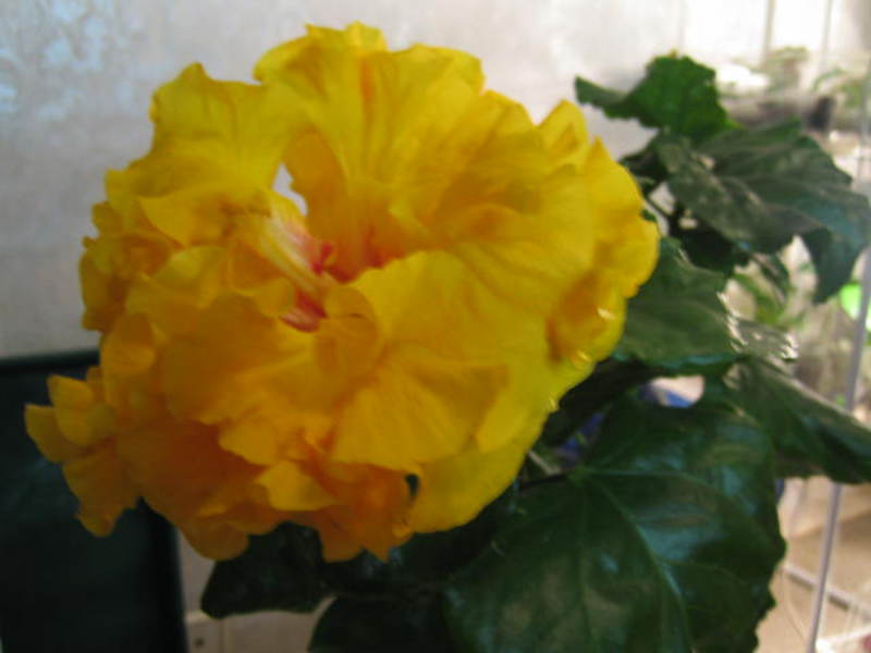 Kineska ruža boja Hibiskus ili kineska ruža