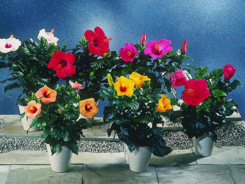 Uzgoj hibiskusa Kineski cvijet hibiskusa