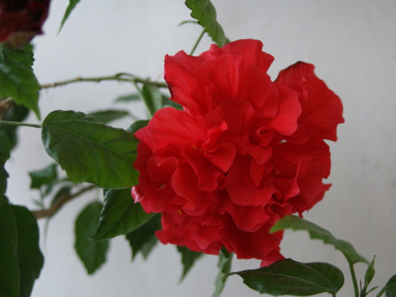 Zašto se hibiskus smatra cvijetom smrti Hibiskus i briga za njega