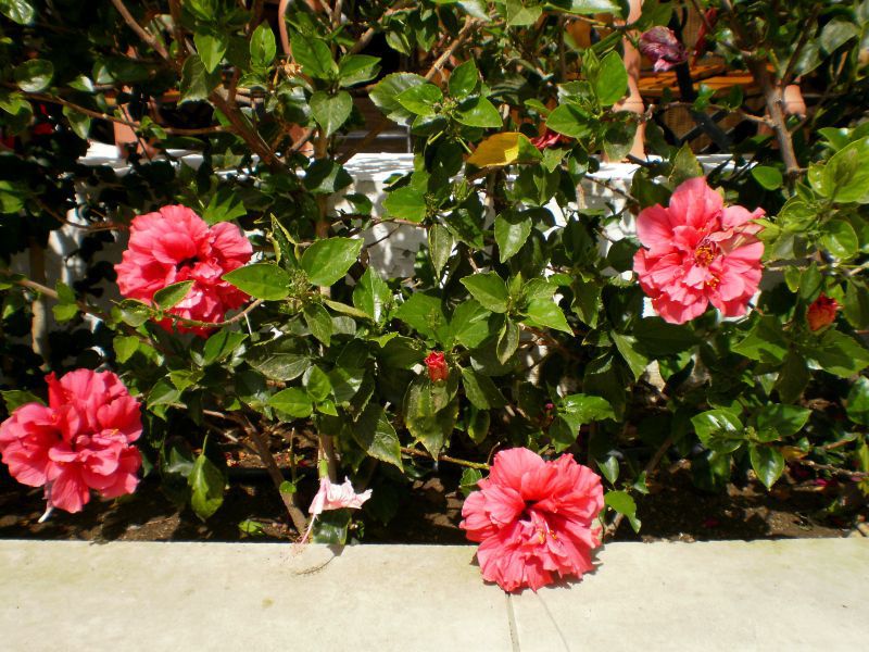Hibiskus je zimzeleni, cvjetni grm iz porodice Malvaceae. Kako raste hibiskus
