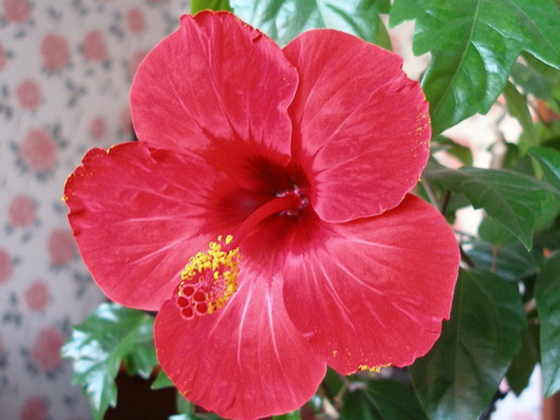 Kineska ruža cvijet smrti Hibiskus cvijeta smrti
